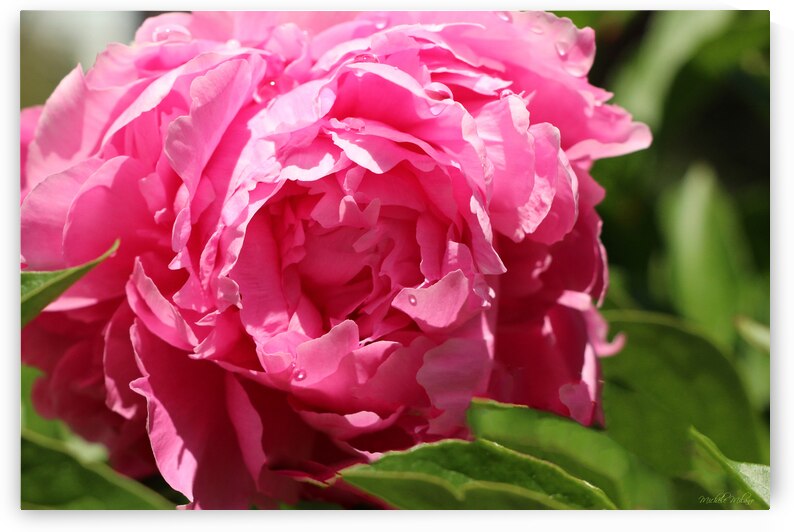 Bright Pink Peony with Water Droplets by Michele Milano Arts