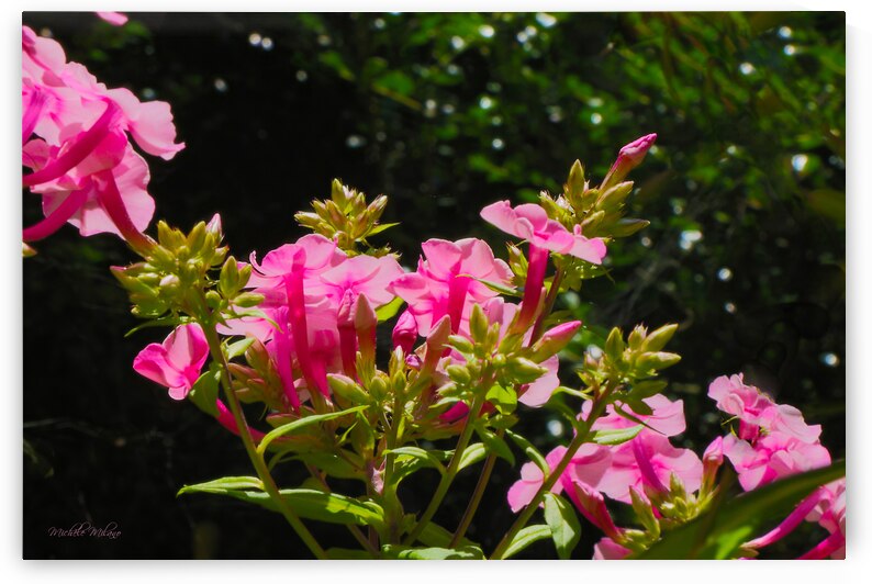 Sunny Vibrant Delphiniums by Michele Milano Arts