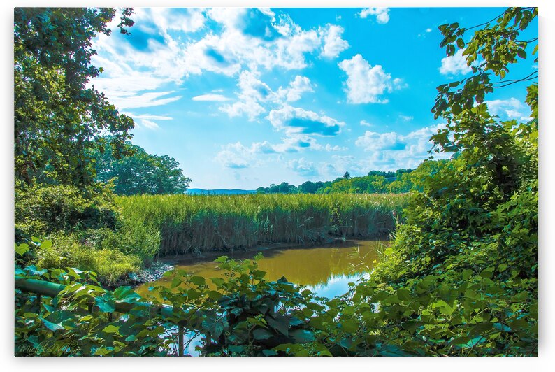 A New York Swamp by Michele Milano Arts