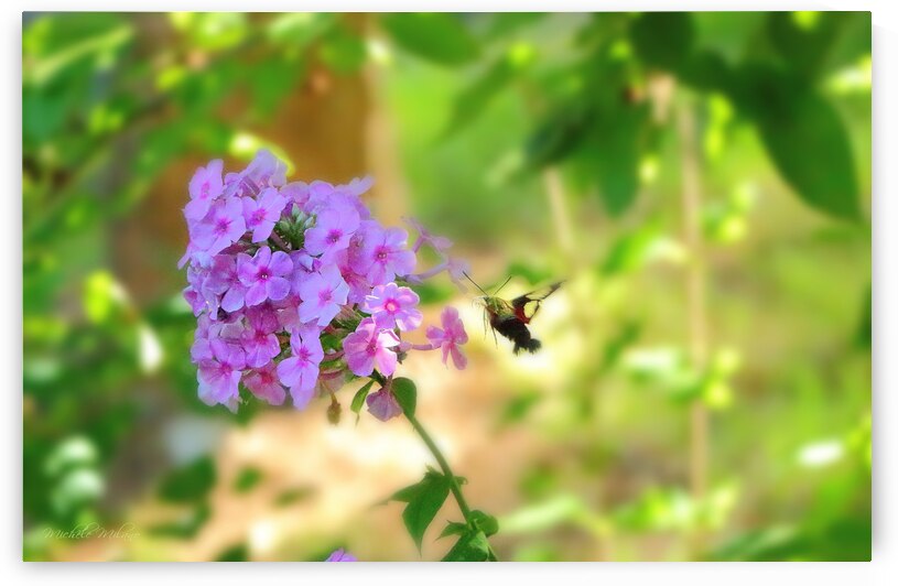 Humming Bird Moth in Flight to Delphinium by Michele Milano Arts