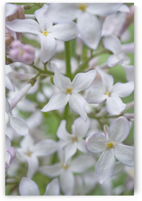 Soft Violet Lilac by Iris H Richardson