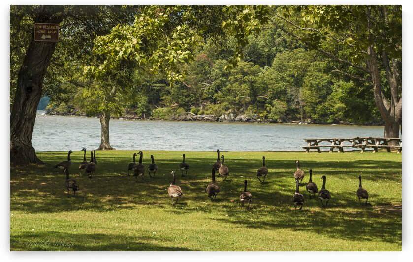 Geese Going For a Swim by Michele Milano Arts