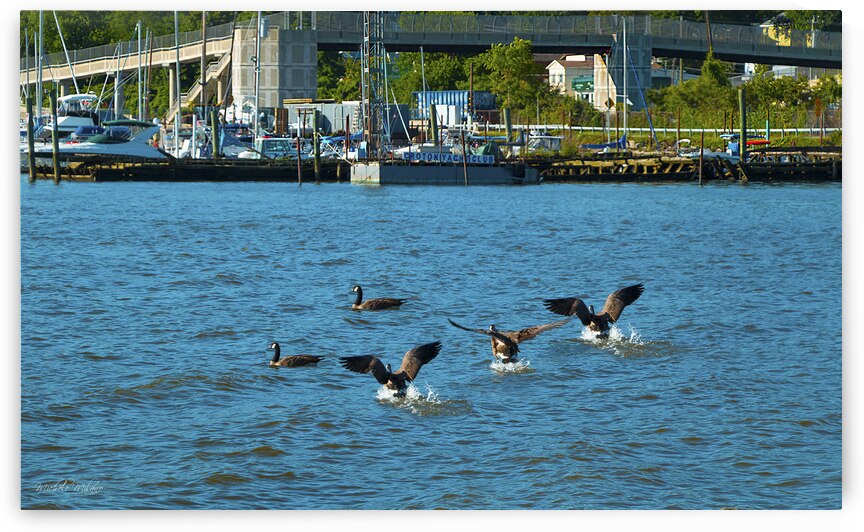 Coming in For a Landing at Croton Waterfront by Michele Milano Arts