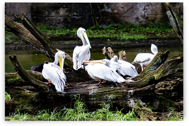 Pelican Hangout by SProz