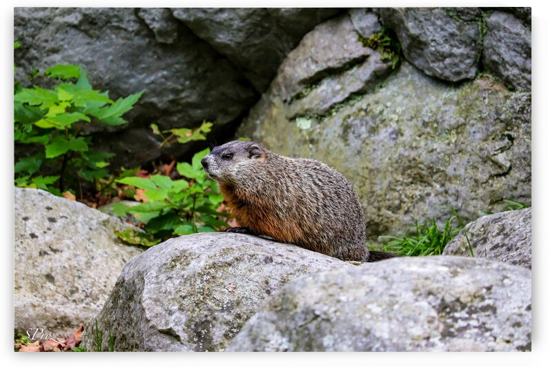Groundhog by SProz