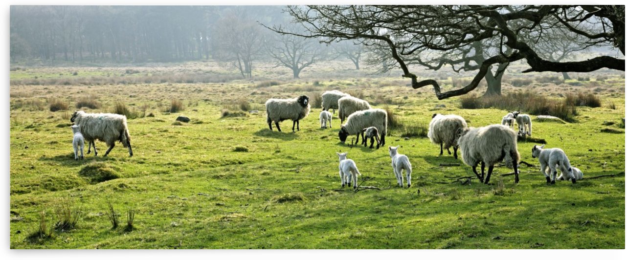 Sheep Grazing In A Pasture, Derbyshire, England by PacificStock
