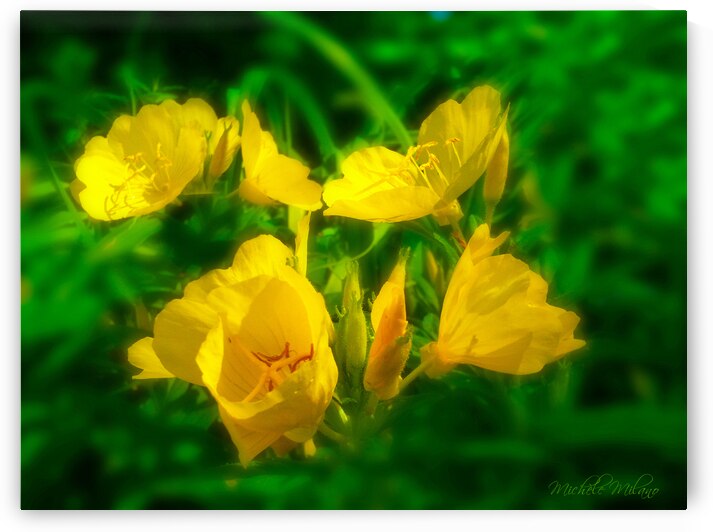 YELLOW FLOWERS  by Michele Milano Arts