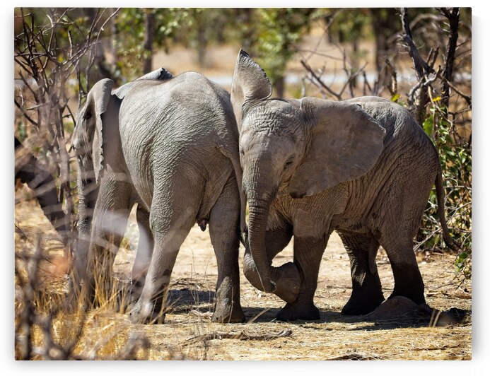Elephant playing by Olivier vB
