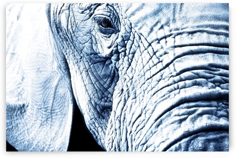 Close Up Of An Elephant's Face by PacificStock