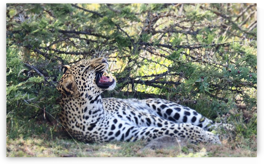 Sleepy Leopard by  Nico Swahili