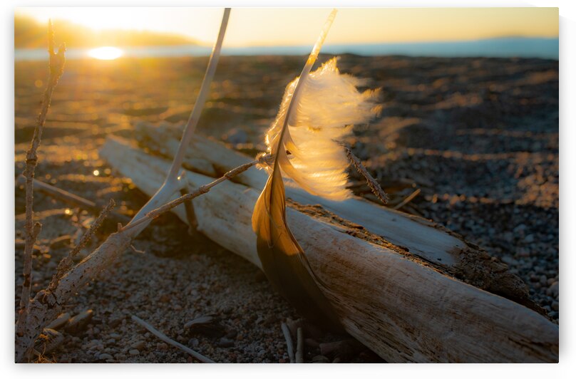 Morning Feather Print by Stephen Emms