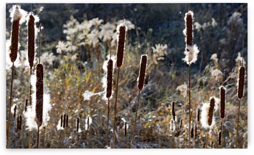 Cattails Print by Stephen Emms