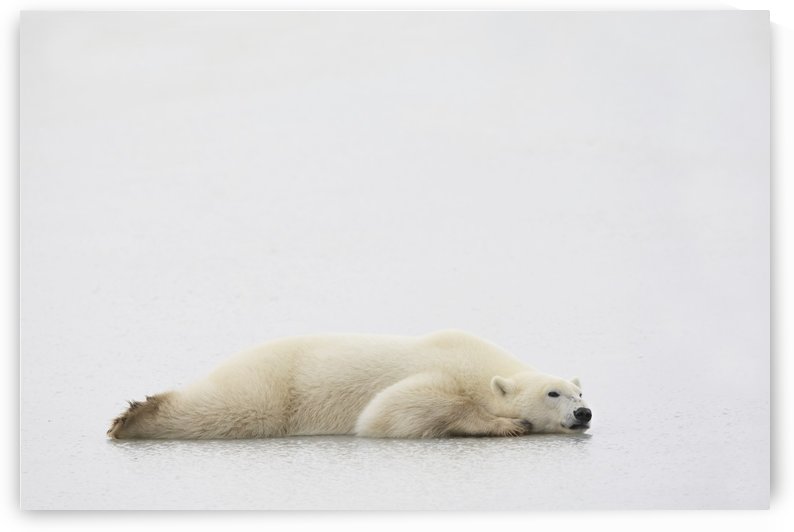 Polar Bear Laying Down by PacificStock