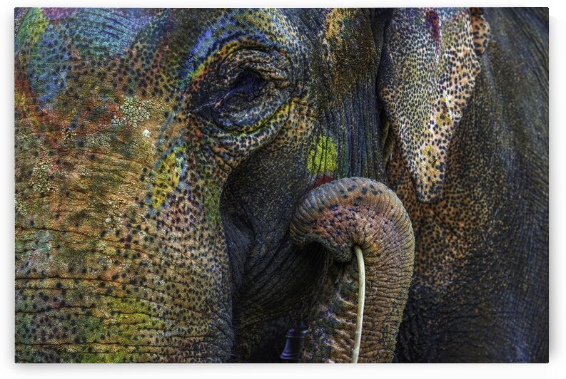 India Pigments149 by Jeremy Horner Images