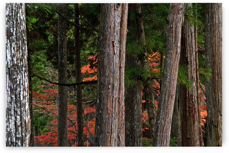 ART of NATURE016 by Jeremy Horner Images