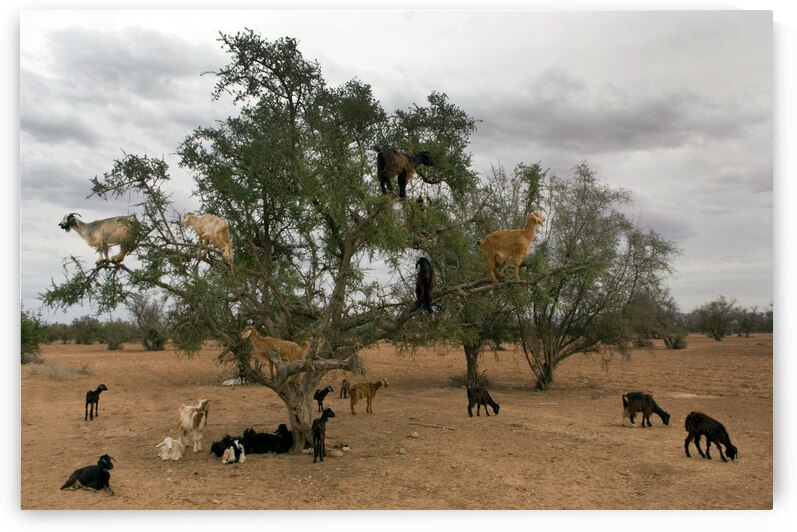 ART of NATURE027 by Jeremy Horner Images