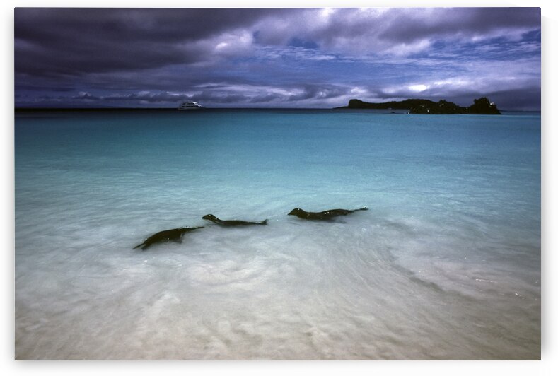 ART of NATURE022 by Jeremy Horner Images