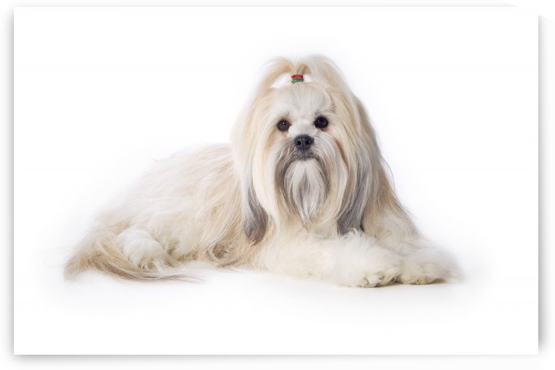 Lhasa Apso by PacificStock