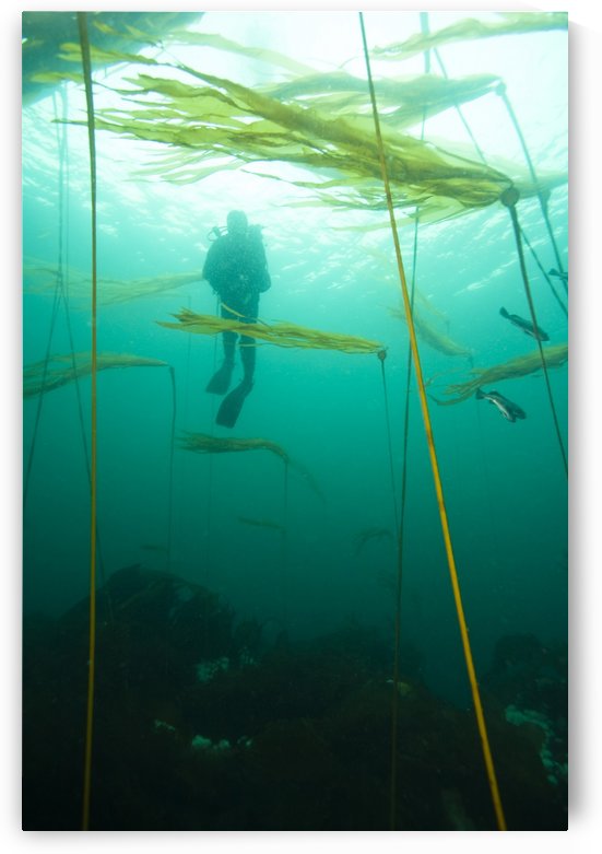 Browning Passage, Scuba Diving, Northern Vancouver Island, British Columbia, Canada by PacificStock