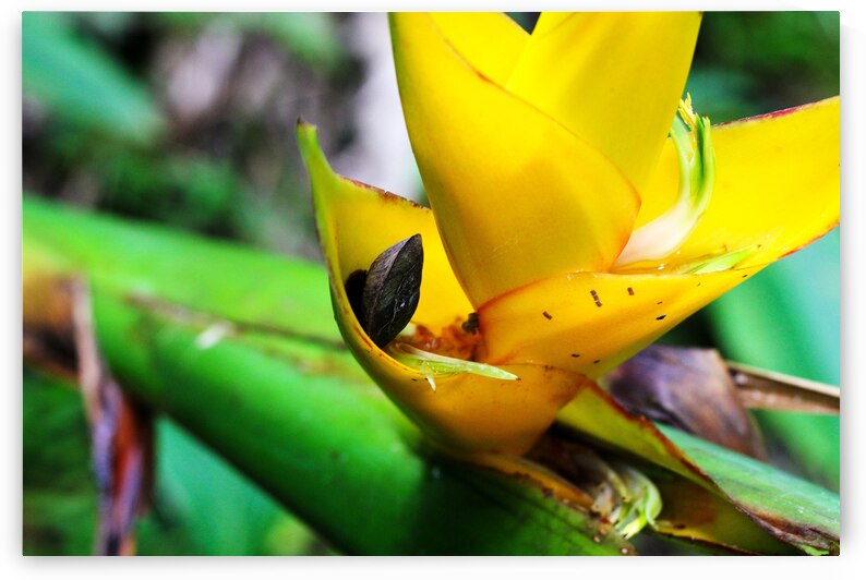 Puerto Rico by Taufiq Salahuddin