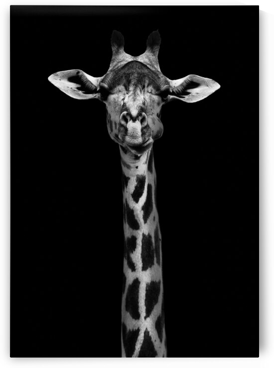Giraffe Portrait by 1x