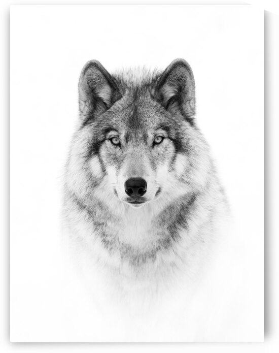 Portrait of a Timber Wolf by 1x