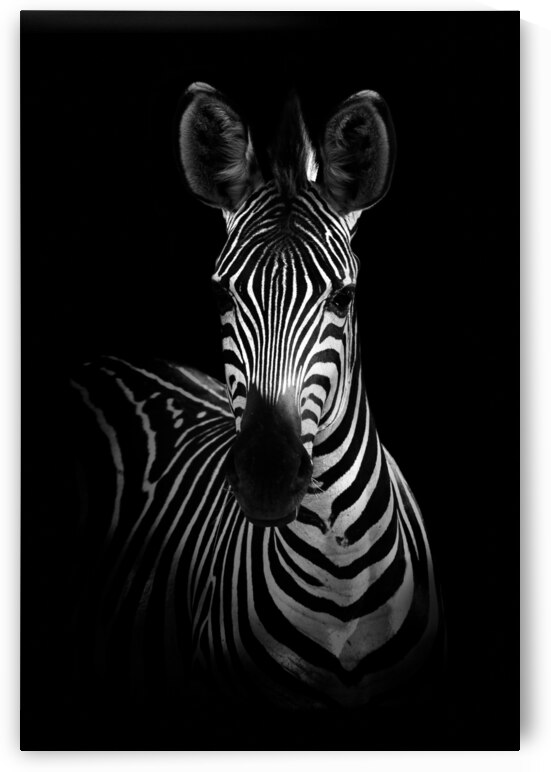 The Zebra by 1x