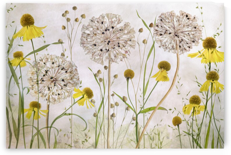 Alliums and heleniums by 1x
