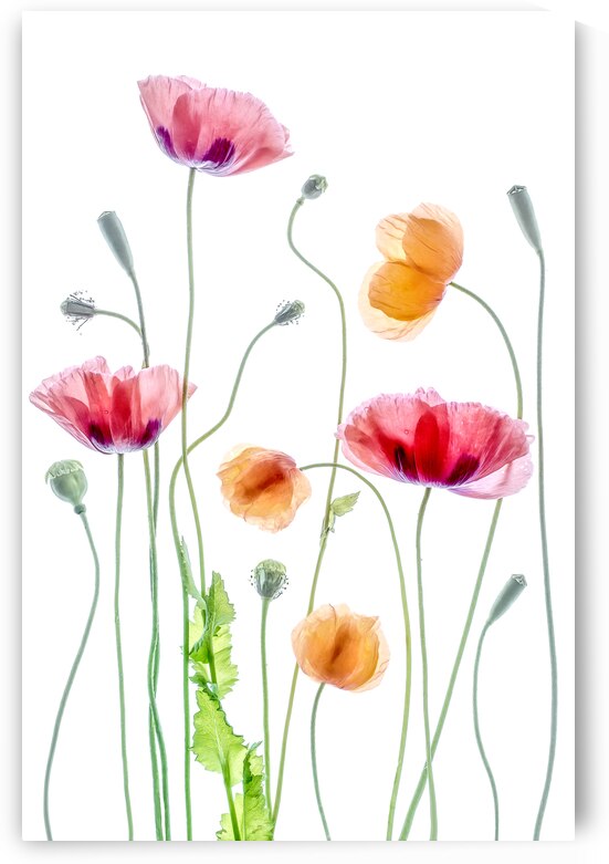 Poppies by 1x