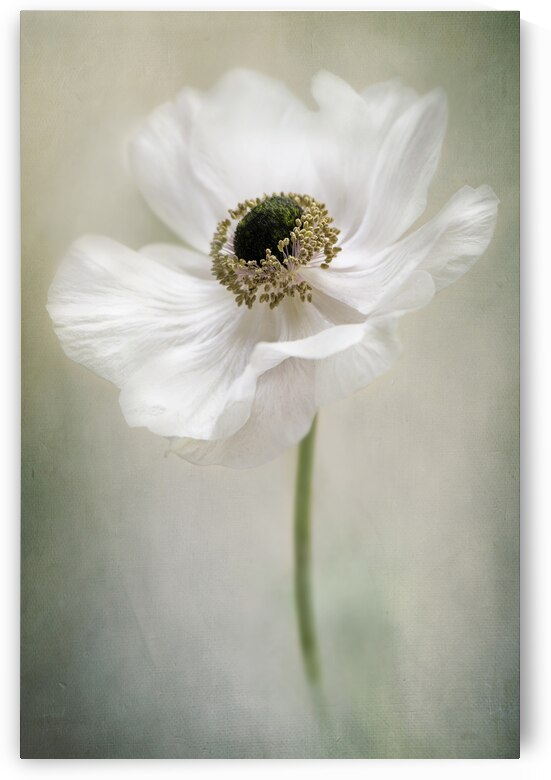 Single White by 1x