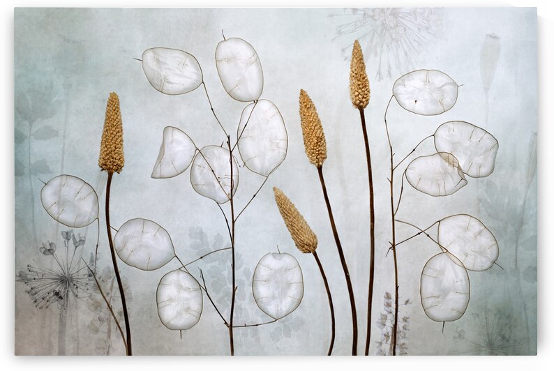 Lunaria by 1x