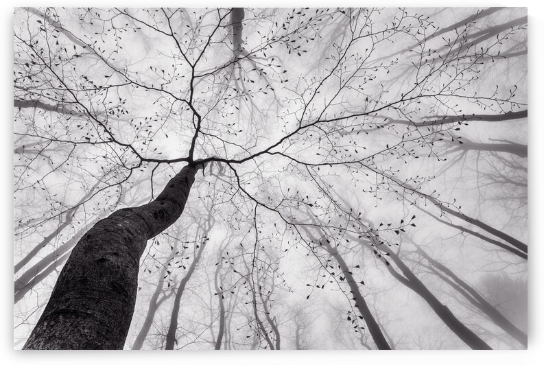 A view of the tree crown by 1x