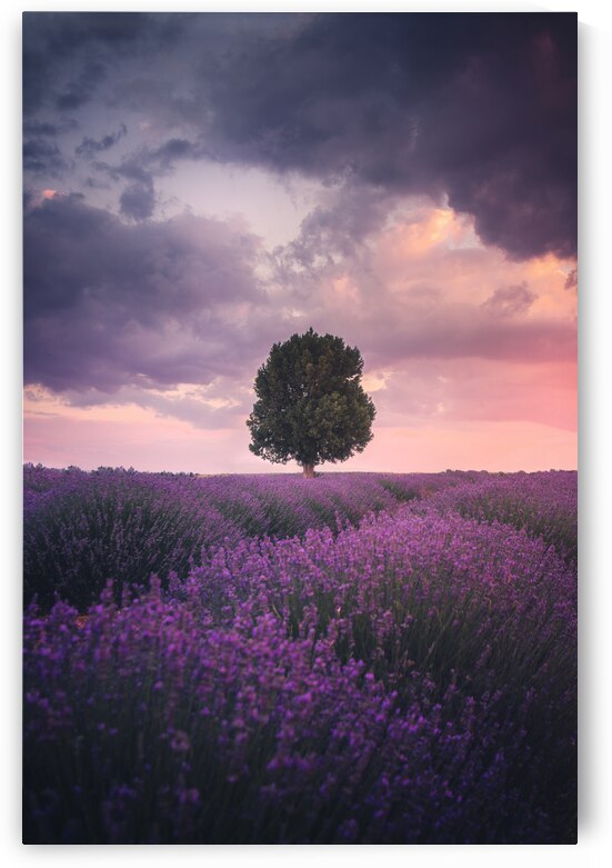 Lavender Fields, Isparta by 1x