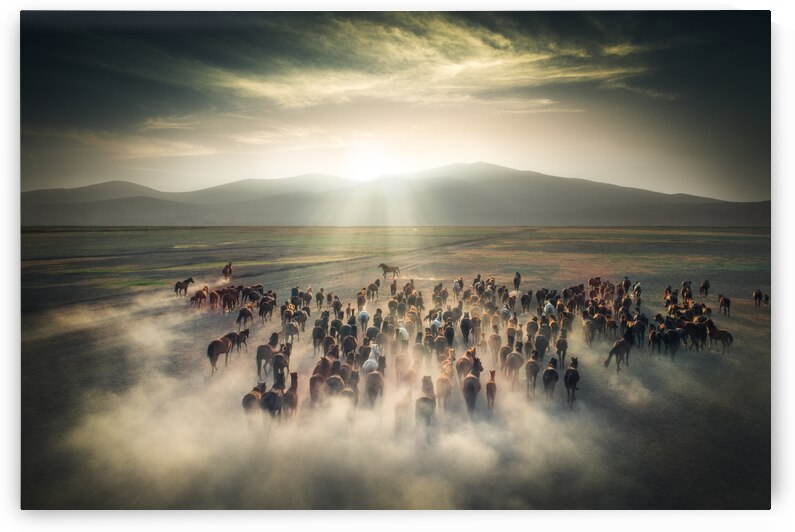 Wild Horses by 1x