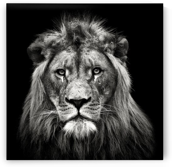 Young Male Lion by 1x
