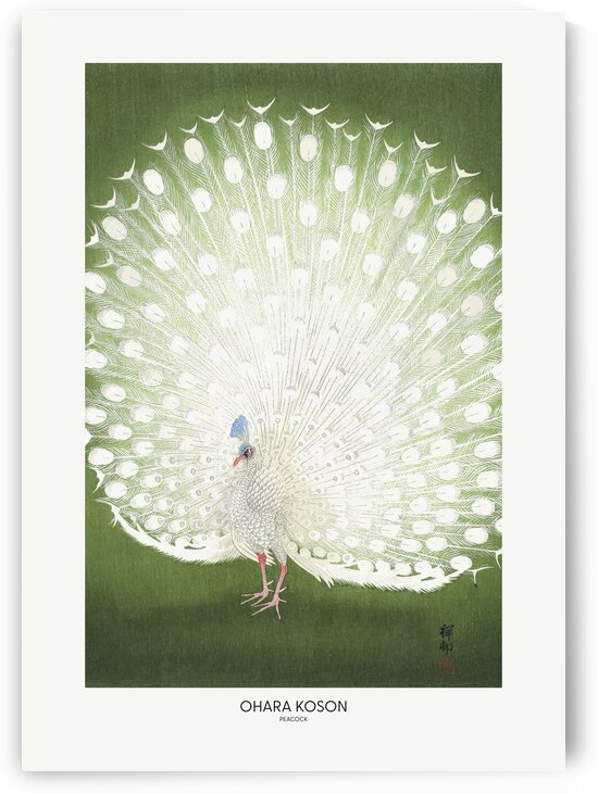 Peacock - Cropped by 1x