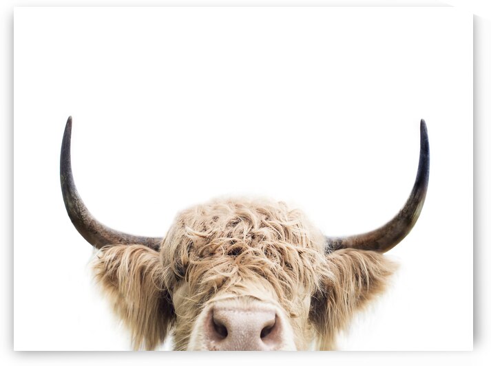 Peeking Cow by 1x