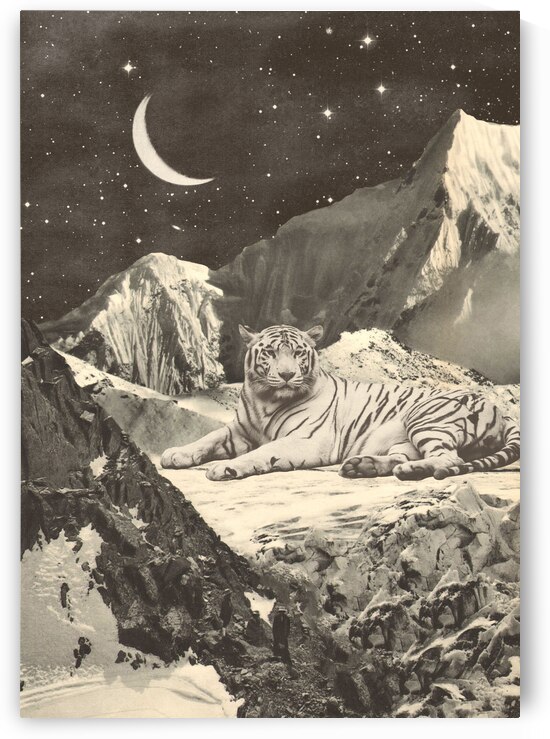 Giant White Tiger by 1x