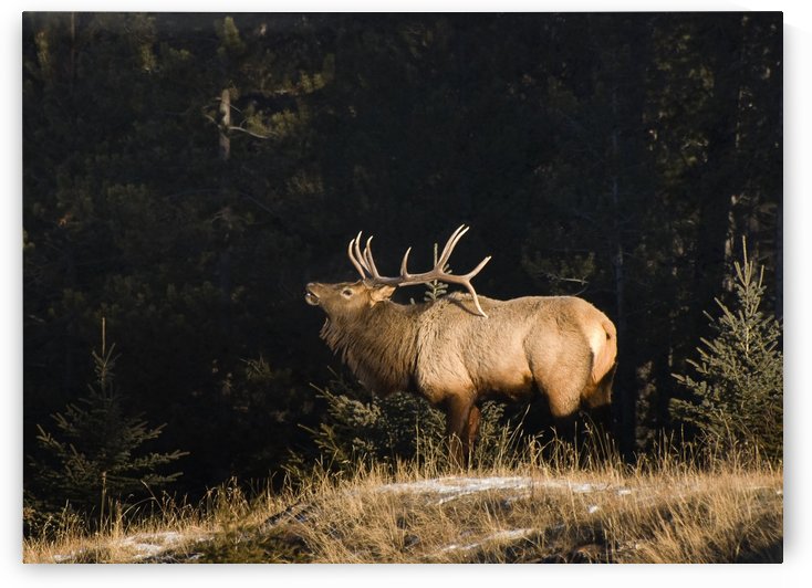 Elk In Forest, Banff National Park, Alberta, Canada by PacificStock