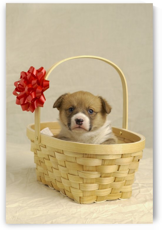 Puppy In A Basket by PacificStock