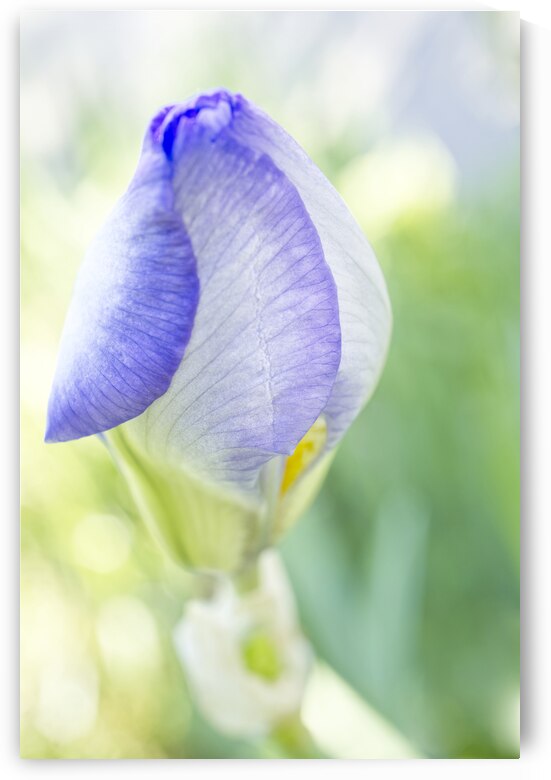 Dreamy Purple Iris Flower by Iris H Richardson