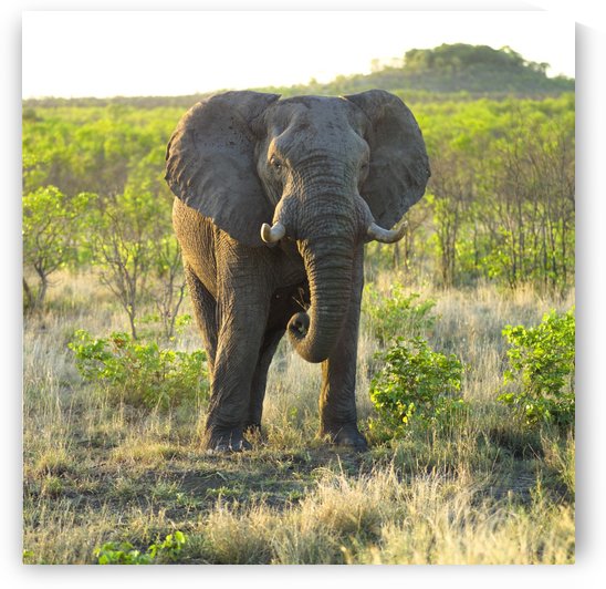 Elephant by PacificStock