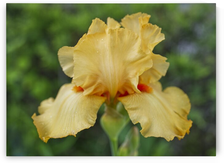 Yellow Iris  In Full Bloom by Iris H Richardson
