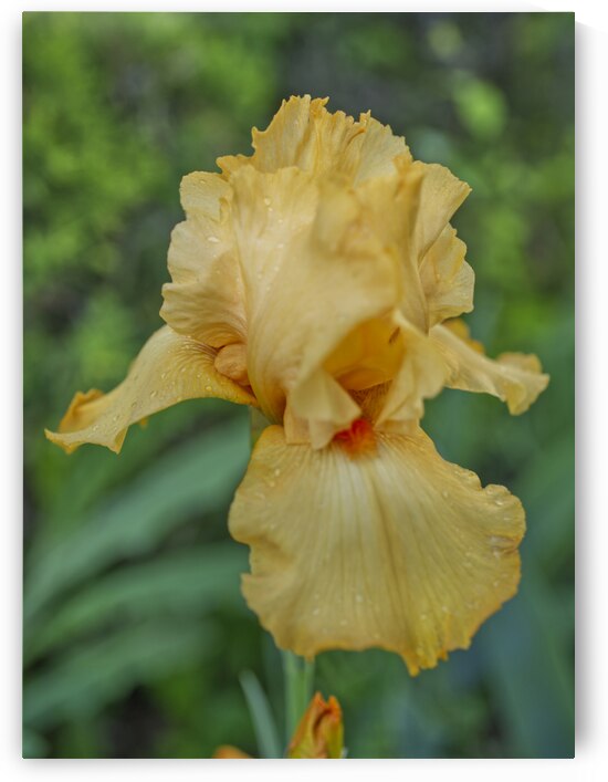 Yellow Iris Vertical by Iris H Richardson