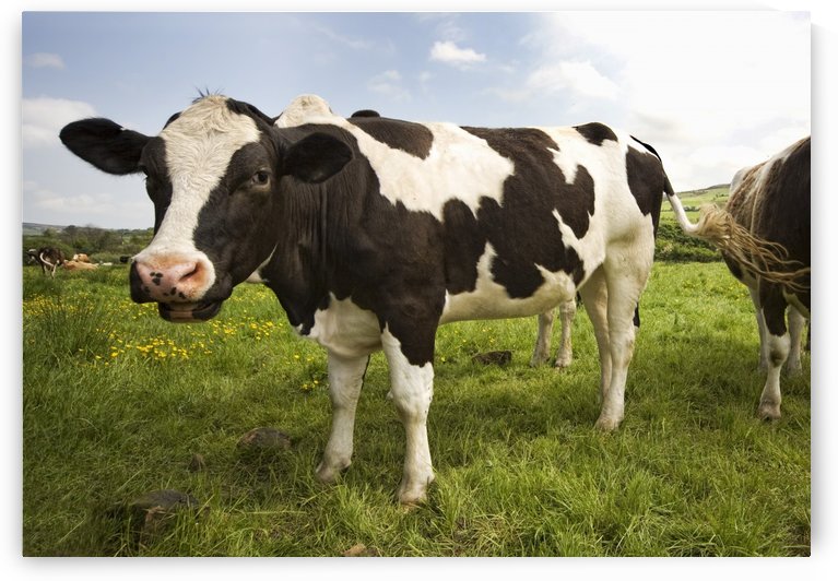 Holstein-Friesian Cattle by PacificStock