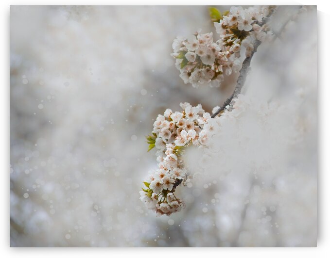 White Cherry Blossom I by Joan Han