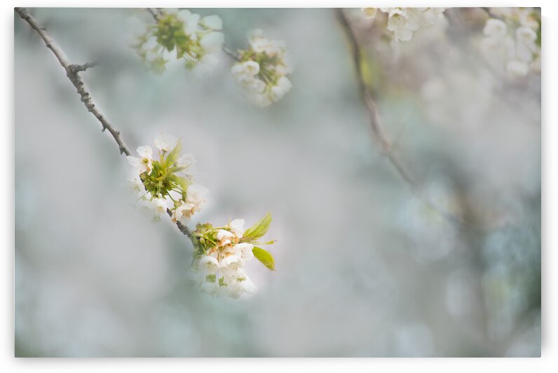 White Cherry Blossom by Joan Han