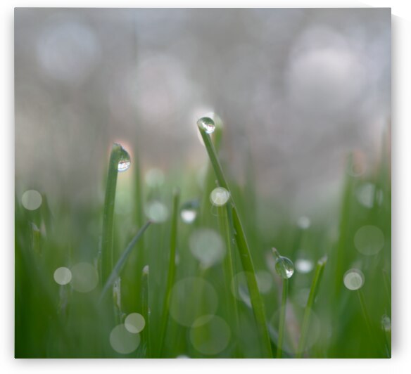 Morning Drew by Joan Han