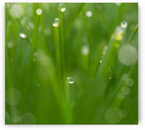 Morning Dew by Joan Han