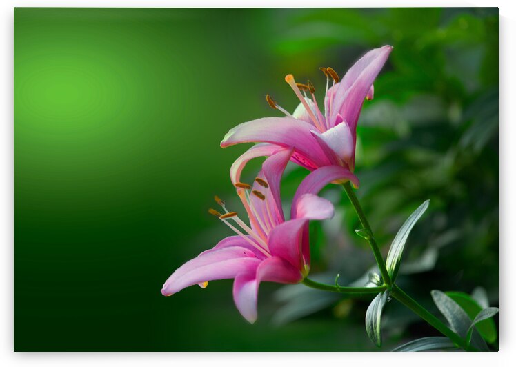 Twin Lilies Pink by Joan Han